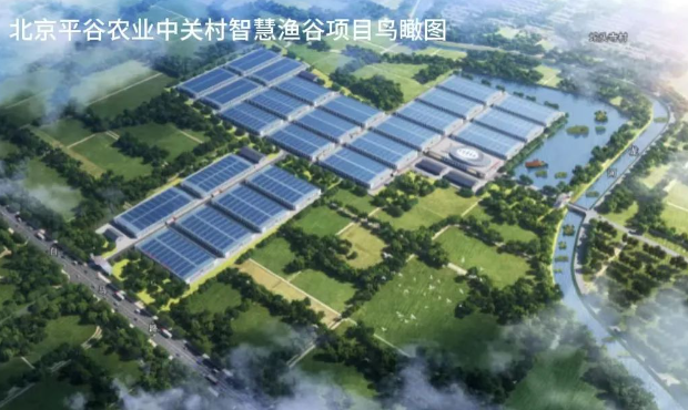山東公用設施漁業(yè)公司與北京平谷農業(yè)中關村攜手打造高標準RAS循環(huán)水工廠化養(yǎng)殖“智慧漁谷”